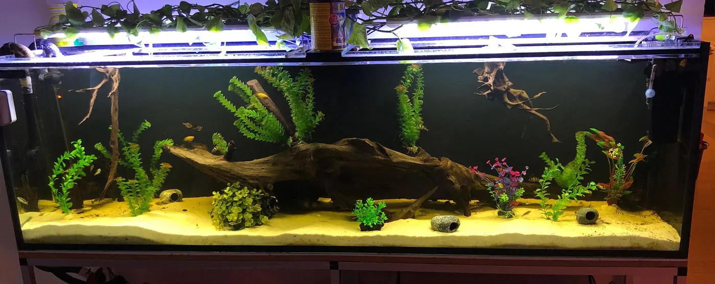 Akvarium med Aqualight LED lys