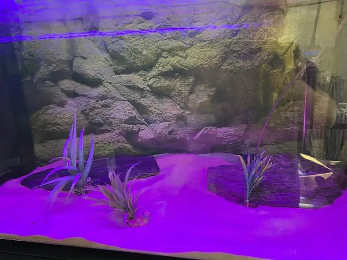 Akvarium med lilla RGB lys